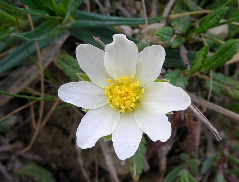 Dryas octopetala / Camedrio alpino